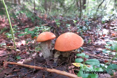 Топ-10 грибов: Короли леса - Новости Армении - Терт.am