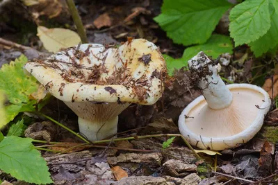 Как отличить съедобный гриб от несъедобного, какие грибы растут в Прикамье  - 28 июня 2017 - 59.ru