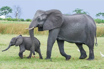 Два разных слона: индийский крупнее и умнее» — создано в Шедевруме