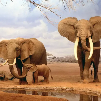 Как слоны эволюционировали, чтобы стать большими и устойчивыми к раку |  Пикабу