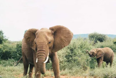 В честь всемирного дня слонов 🐘 хотим рассказать вам о том, почему эти  животные находятся в опасности.⠀ ⠀ На сегодняшний день в мире существует  два вида слонов: африканские 🐘 и азиатские 🐘.⠀
