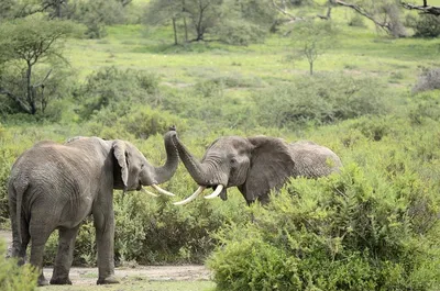большой и молодой слон, стоящий рядом с деревом. Стоковое Изображение -  изображение насчитывающей огромно, джунгли: 264899567