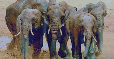Слоны и их образ жизни | Окружающий мир