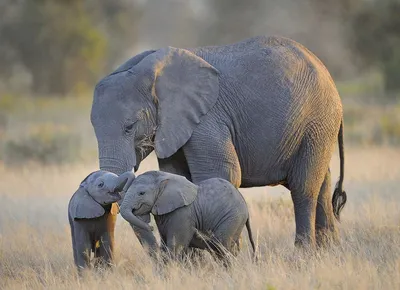 Африканские слоны оказались на грани полного исчезновения ⋆ НИА \"Экология\" ⋆