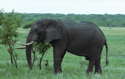 Слонов заподозрили в самоодомашнивании. Их поведение напоминает поведение  людей и бонобо