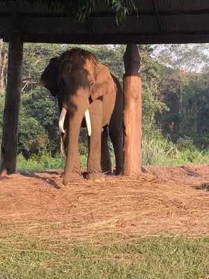 Парк слонов в Сочи! Как добраться? Сколько стоит? 🐘 | Декабрь - 2023💚