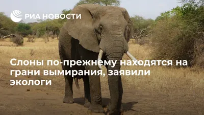Почему охота на слонов может помочь сохранить природу - BBC News Русская  служба