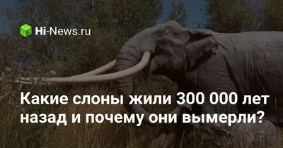 Самый большой Африканский слон | ВКонтакте