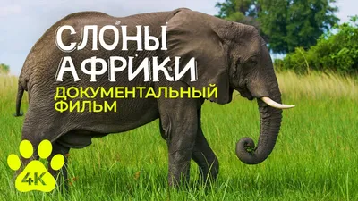 CGTN на русском - Африканские лесные слоны на грани... | Facebook