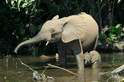 Общаются вибрациями и \"никогда не забывают\": неожиданные факты о слонах в  день их защиты - Pets