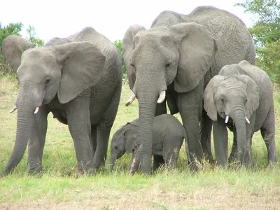 африканские слоны — слоны рода Loxodonta. Стоковое Фото - изображение  насчитывающей вышесказанного, черный: 221529862