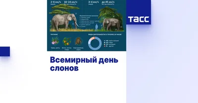 Слоны по-прежнему находятся на грани вымирания, заявили экологи - РИА  Новости, 28.05.2019