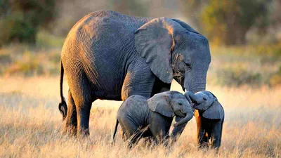 Какие слоны жили 300 000 лет назад и почему они вымерли? - Hi-News.ru
