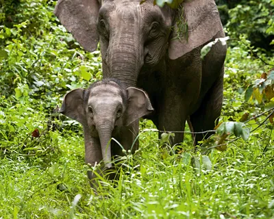 Elephas maximus indicus — Википедия