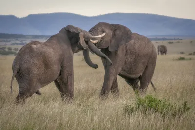 Оба вида африканских слонов признаны вымирающими | greenbelarus.info