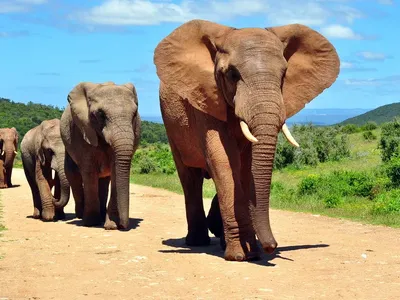 Интересные факты о слонах. Сколько существует видов слонов? | Животный мир  | Дзен