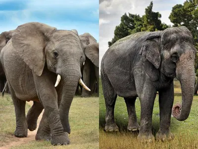 Африканские слоны теперь в списке видов, находящихся на грани полного  исчезновения