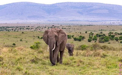 Значение фигурок слонов по фен-шуй