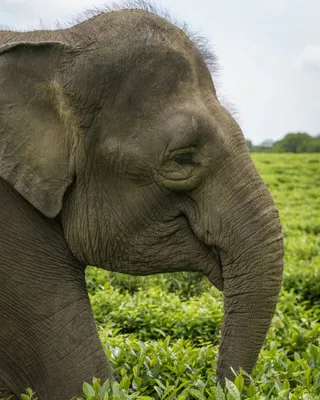 Экзотические путешественники: 22 сентября отмечаем Всемирный день защиты  слонов - Статьи и репортажи РГО
