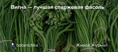 Стручковая фасоль: выращивание витаминного урожая в открытом грунте