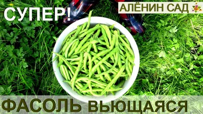 Фасоль спаржевая \"Сладкий кураж\": вкусная и урожайная