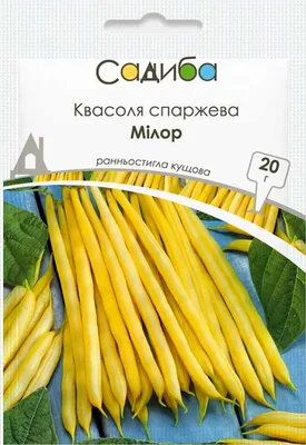 Фасоль, посадка и уход в открытом грунте. Как посадить фасоль в открытый  грунт. Правила ухода. Как посадить фасоль в открытый грунт. Сорта и виды  фасоли.