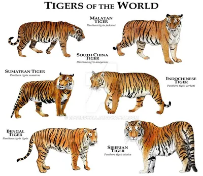 Виды тигров фото фото