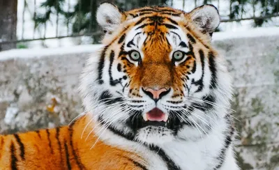 Тигры Индонезии | Пикабу