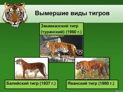 Фонд «Экология» РСХБ определил основные виды животных, находящихся под  угрозой исчезновения