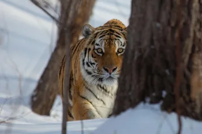 Виды и подвиды тигров: 🐅 названия, описания, ареал обитания, враги, фото и  видео