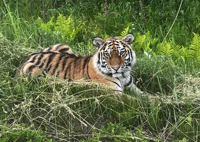 Суматран Тигр, Panthera Tigris Sumatrae Стоковое Изображение - изображение  насчитывающей угрожано, фауна: 160284725