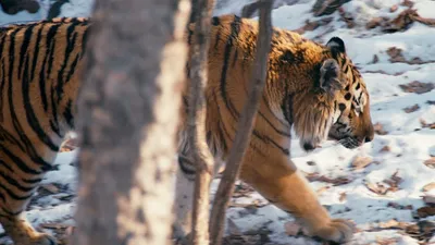 Тигр-Перевертыш: от тигра к человеку и обратно» — создано в Шедевруме
