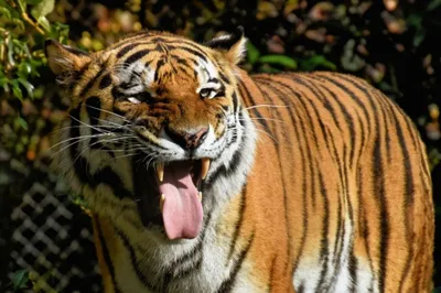 Суматран Тигр, Panthera Tigris Sumatrae Стоковое Фото - изображение  насчитывающей ангстрома, тигр: 160284676