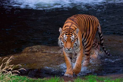 Путин предложил Казахстану помощь в восстановлении вымершего вида тигров -  РИА Новости, 30.09.2021