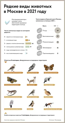 Сколько видов тигров существует 🚩 бенгальский тигр вов 🚩 Животные 🚩  Другое