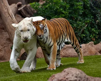 Полосатая бренд-коллекция «Амурский тигр»