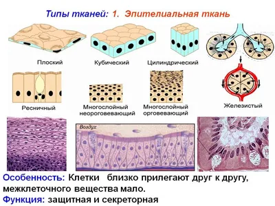 Виды тканей, в чем отличие натуральных волокон от искусственных и  синтетических