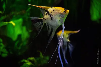 Ростовский-на-Дону зоопарк - Скалярия 🐠 ⠀ Скалярия относится к семейству  цихлидовых. Силуэт рыбы можно сравнить с ромбом или полумесяцем 🌙 ⠀ В  англоязычных странах скалярий называют «angelfish» – рыбы-ангелы. Их  необычная форма