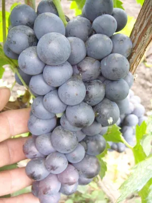 Идеи для вашего дома - Подскажите, что это за сорт винограда? | Facebook