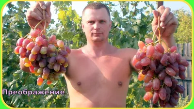Купить бычий глаз виноград Астрахань оптом и в розницу по низкой цене