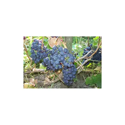 Саженцы винограда Сорта - талисман, ризомат,: 2380 KGS ➤ Другие предметы  коллекционирования | Гавриловка | 53128493 ᐈ lalafo.kg