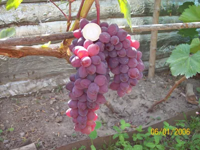Виноград - Страшенский - ранний столовый сорт винограда с... | Facebook