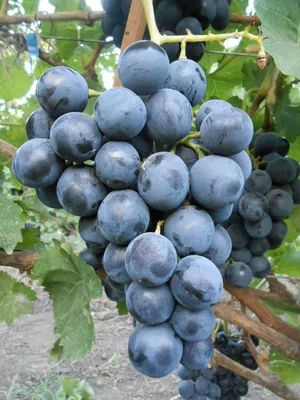 Купить виноград молдавский черный Астрахань оптом и в розницу по низкой цене