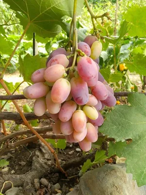 Как этот виноград называть?