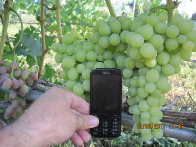 Не самый вкусный виноград, но фотка получилась очень красочной | Пикабу