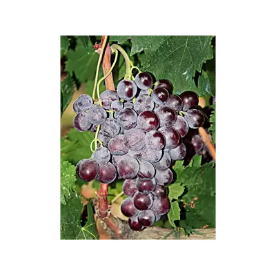 Чарас (Charas) - форум-виноград