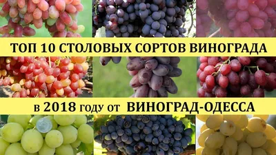 Виноград Саженцы винограда: 2 000 тг. - Сад / огород Алматы на Olx