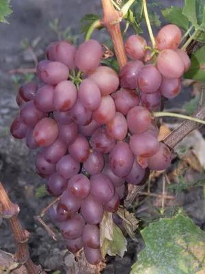Описание сорта винограда Ливия