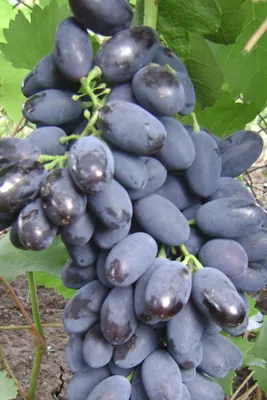 Купить Отличные Саженцы Винограда Ливия(1Шт)|Homewine