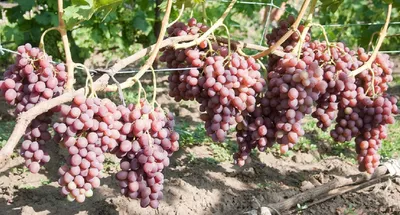 Виноград Ливия купить по цене 260₽ за 1 шт. в Калаче в интернет-магазине  «Посадика»